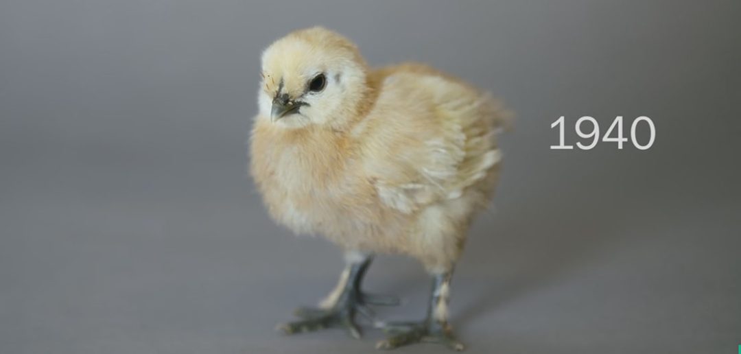 100 Years of Chick Beauty