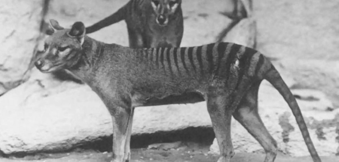 Thylacinus - tygrys tasmański