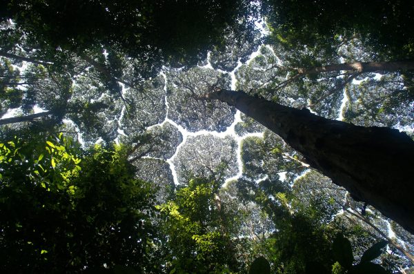 Korony drzew z gatunku D. aromatica (fot. reddit.com)