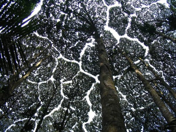Korony drzew z gatunku D. aromatica w Forest Research Institute Malaysia (fot. Wikimedia Commons)
