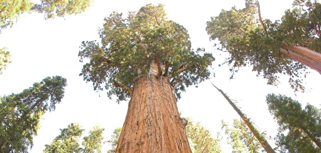 General Sherman - największe drzewo na świecie