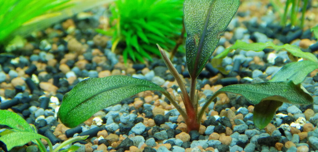 Rośliny akwariowe – jak poprawnie rozmieścić je w akwarium?