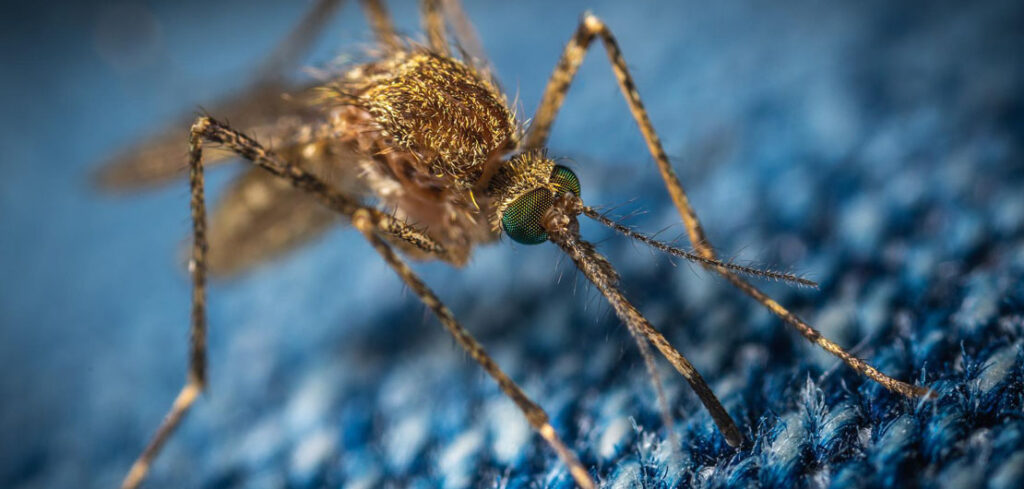 5 domowych sposobów na walkę z komarami