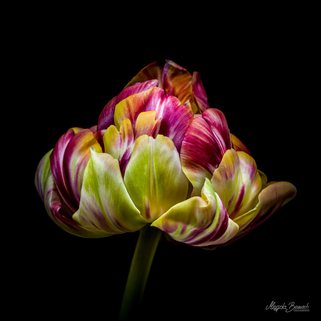 Tulipany (fot. Magda Banach)