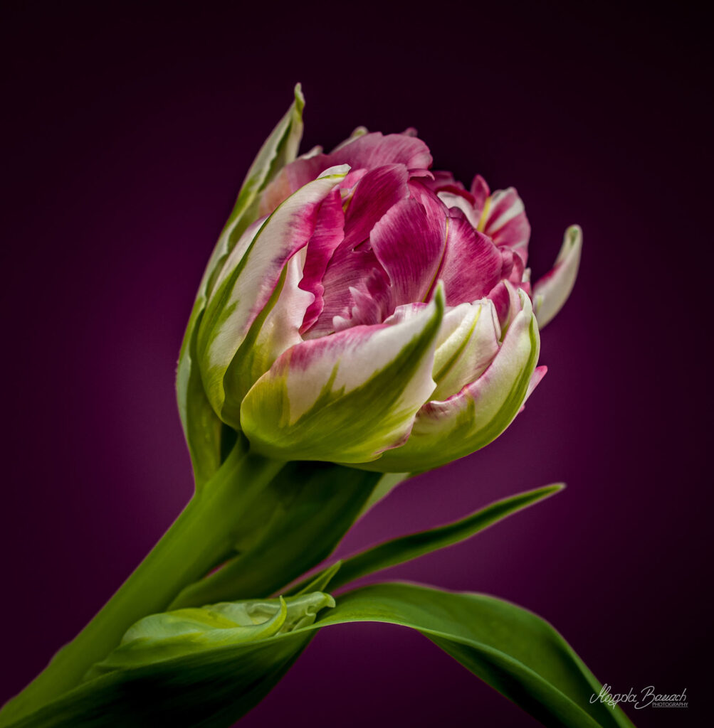 Tulipany (fot. Magda Banach)